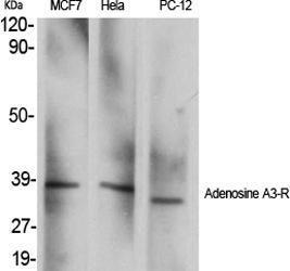 Western blot analysis of various cells using Anti-ADORA3 Antibody