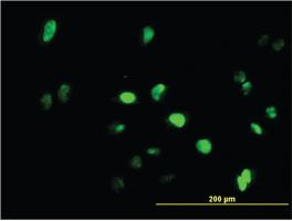 Anti-GFI1 Mouse Monoclonal Antibody [clone: 3G8]