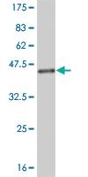 Anti-NEDD4L Mouse Monoclonal Antibody [clone: 1D2]