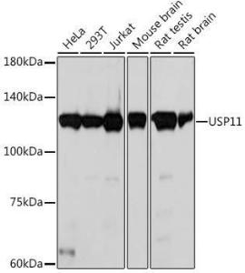 Western blot analysis of extracts of various cell lines, using Anti-USP11 Antibody [ARC2176] (A309181) at 1:1000 dilution. The secondary Antibody was Goat Anti-Rabbit IgG H&L Antibody (HRP) at 1:10000 dilution. Lysates/proteins were present at 25 µg per lane