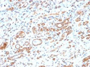 Immunohistochemical analysis of formalin-fixed, paraffin-embedded human liver using Anti-HSP60 Antibody [HSPD1/2206R]