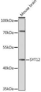 Antibody A93332-100 100 µl