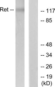 Anti-Ret antibody