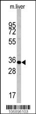 Anti-CASP6 Rabbit Polyclonal Antibody