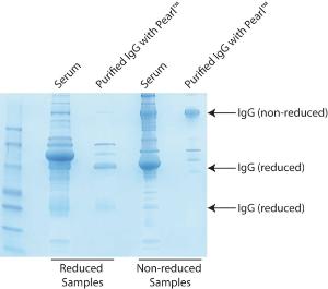 IgG purification kits, Pearl™