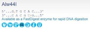 FERMER0041 - ENZYME ALW44I (APALI) 1000 UNITS