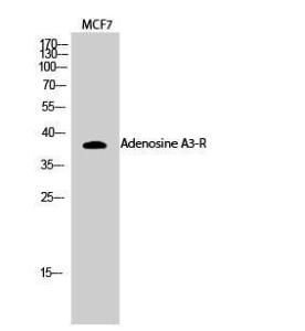 Western blot analysis of MCF7 cells using Anti-ADORA3 Antibody