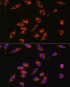 Antibody A93332-100 100 µl