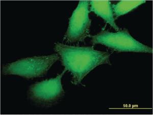 Anti-MBIP Mouse Monoclonal Antibody [clone: 2E2]