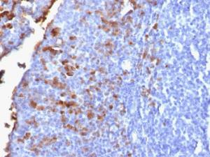 Anti-Human IgG Heavy Chain antibody