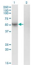 Anti-GFRA1 Mouse Monoclonal Antibody [clone: 3D8]