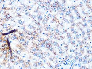 Immunohistochemistry analysis of paraffin-embedded rat liver using Anti-NDUFS3 Antibody [ARC1049] (A309182) at a dilution of 1:100 (40x lens). Perform microwave antigen retrieval with 10 mM PBS buffer pH 7.2 before commencing with IHC staining protocol