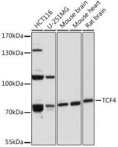 Western blot analysis of extracts of various cell lines, using Anti-TCF-4 Antibody (A93338) at 1:1000 dilution