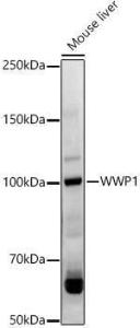 Anti-WWP1 Rabbit Polyclonal Antibody