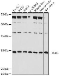 Western blot analysis of extracts of various cell lines, using Anti-TGIF Antibody (A93339) at 1:1,000 dilution