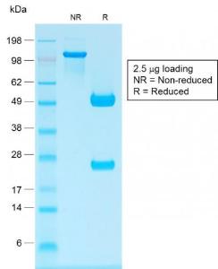 Anti-Human IgG Heavy Chain antibody