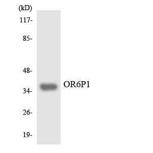 Western blot analysis of the lysates from HUVEC cells using Anti-OR6P1 Antibody