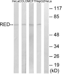 Western blot analysis of lysates from HepG MCF-7, COLO, and HeLa cells using Anti-RED Antibody. The right hand lane represents a negative control, where the antibody is blocked by the immunising peptide