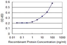 Anti-RAC2 Mouse Monoclonal Antibody [clone: 3B8]