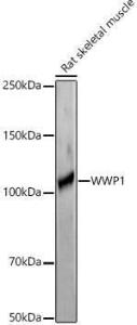 Anti-WWP1 Rabbit Polyclonal Antibody