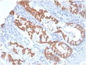 Immunohistochemical analysis of formalin-fixed, paraffin-embedded canine colon tissue using Anti-Cytokeratin 8 Antibody [KRT8/4006]