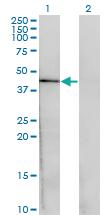 Anti-CENPJ Mouse Monoclonal Antibody [clone: 1A5]