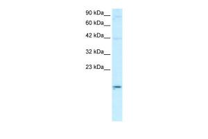 Anti-APOBEC3G Rabbit Polyclonal Antibody