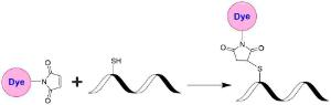 Image for XFD488 C5 Maleimide *Same Structure to Alexa Fluor™ 488 C5 Maleimide*