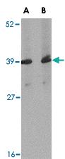 Anti-APBA1 Rabbit Polyclonal Antibody