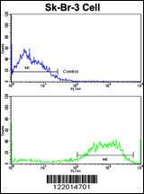 Anti-ABI1 Rabbit Polyclonal Antibody (PE (Phycoerythrin))