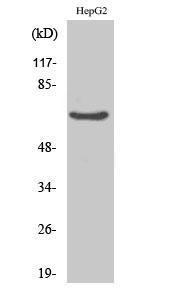 Western blot analysis of various cells using Anti-RED Antibody