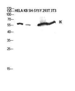 Western blot analysis of HELA KB SH SY5Y 293T 3T3 lysis using Anti-RED Antibody