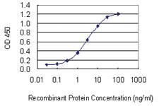 Anti-GGT1 Mouse Monoclonal Antibody [clone: 1F9]