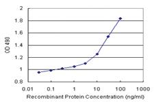 Anti-SAE1 Polyclonal Antibody Pair