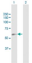 Anti-GGT5 Mouse Polyclonal Antibody