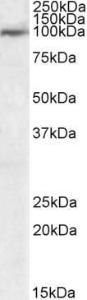 Antibody anti-USP20 100 µg