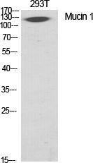 Western blot analysis of various cells using Anti-CD227 Antibody