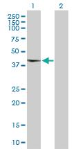 Anti-TAF5L Rabbit Polyclonal Antibody