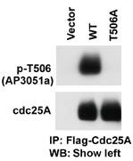 Anti-CDC25A Rabbit Polyclonal Antibody