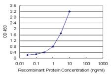 Anti-CHN1 Polyclonal Antibody Pair