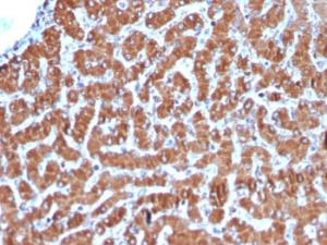 Immunohistochemical analysis of formalin-fixed, paraffin-embedded human liver using Anti-Cytochrome C Antibody [CYCS/3128R]