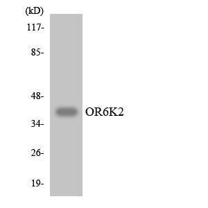 Western blot analysis of the lysates from HepG2 cells using Anti-OR6K2 Antibody