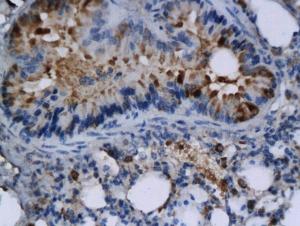 Anti-TNFSF4/CD252 Rabbit Polyclonal Antibody