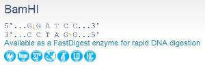 FERMER0051 - ENZYME BAMHI 4000 UNITS