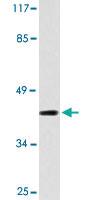 Anti-BMP8A Rabbit Polyclonal Antibody