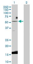 Anti-WNT3 Rabbit Polyclonal Antibody