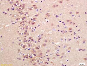 Anti-Neuritin Rabbit Polyclonal Antibody