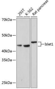 Western blot analysis of extracts of various cell lines, using Anti-Islet 1 Antibody [ARC0511] (A309185) at 1:1,000 dilution