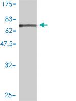 Anti-SAE1 Mouse Monoclonal Antibody [clone: 1G4-1G5]