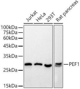 Western blot analysis of extracts of various cell lines, using Anti-PEF1 Antibody [ARC2886] (A305379) at 1:500 dilution